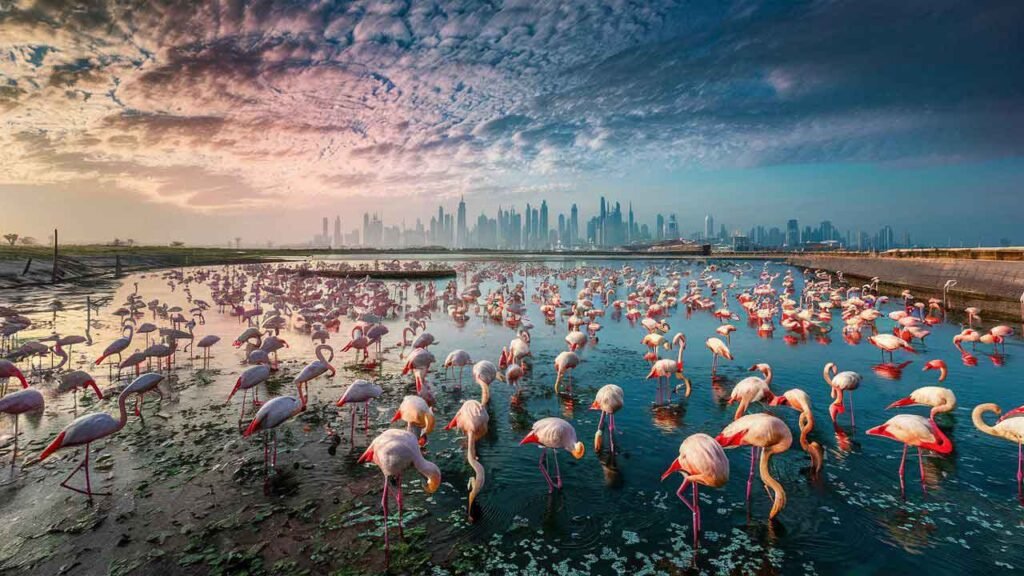 Dubai on a Budget: 12 Places with Expenses 2024 12