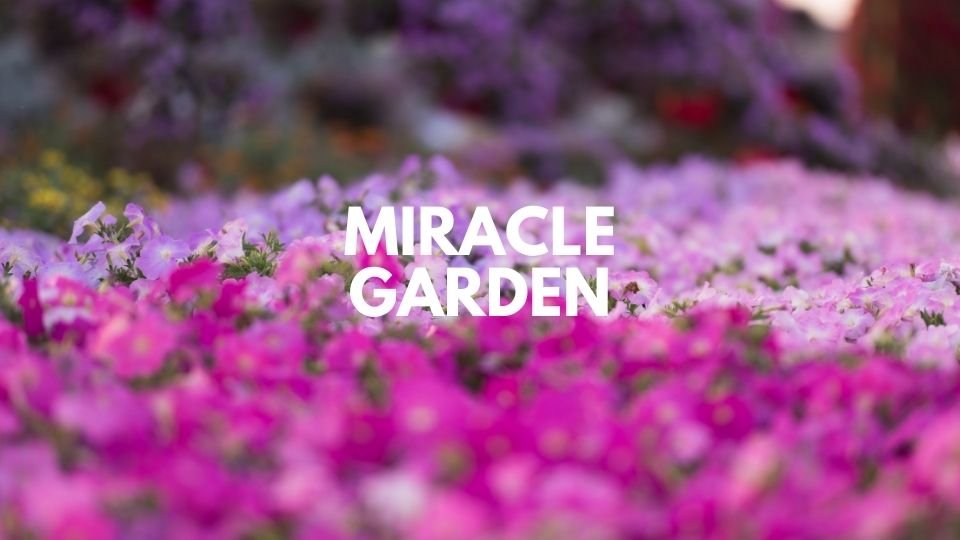 Unveiling the Dubai: Famous 7-Day Dubai Itinerary Crafted for You 18 Dubai Miracle Garden - Dubai itinerary day 07